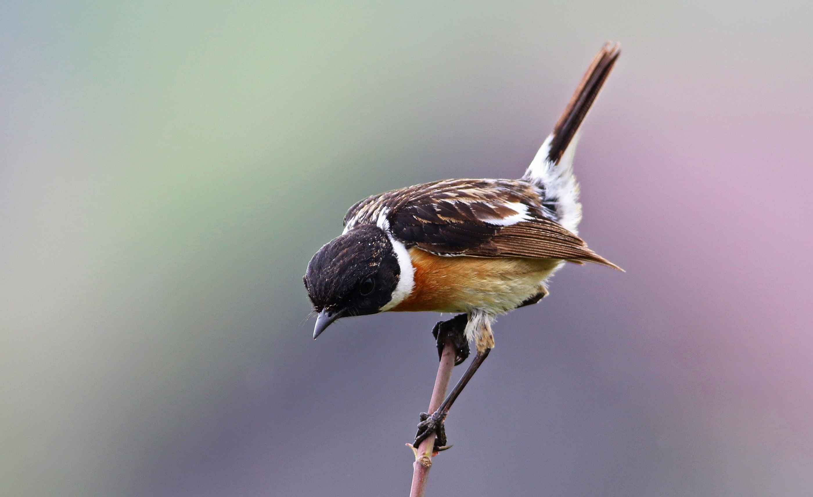 European Stonechat